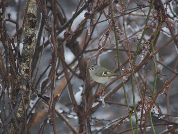 Goldcrest 長野県 Mon, 3/30/2020