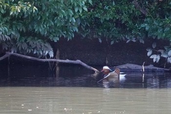 Mandarin Duck Shinjuku Gyoen National Garden Fri, 3/6/2020