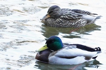 Mallard Shinjuku Gyoen National Garden Fri, 3/6/2020