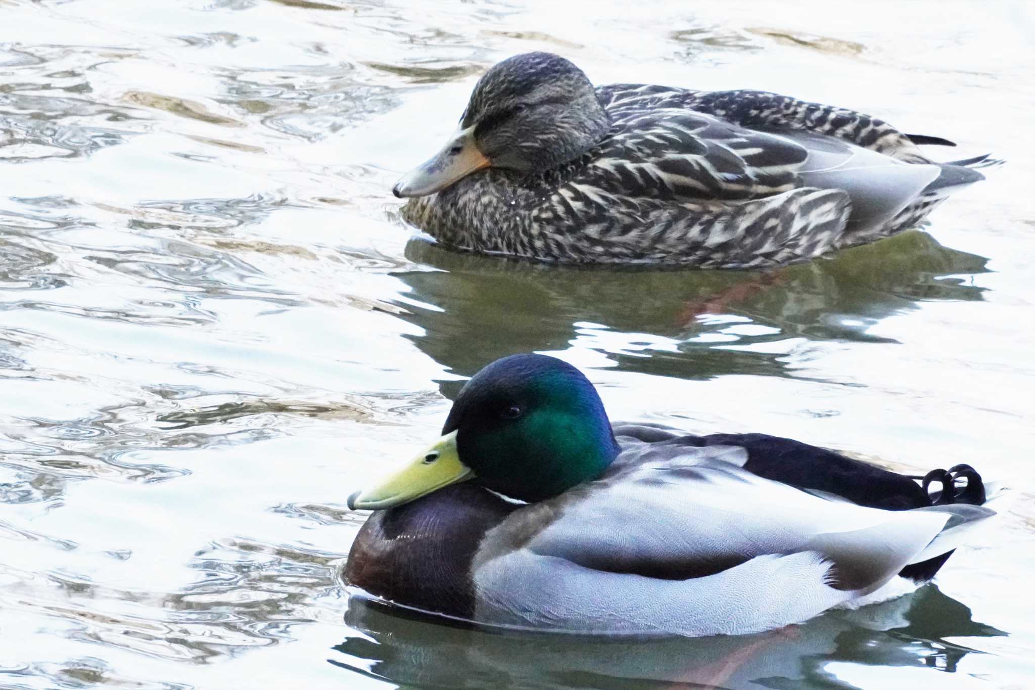 新宿御苑 マガモの写真