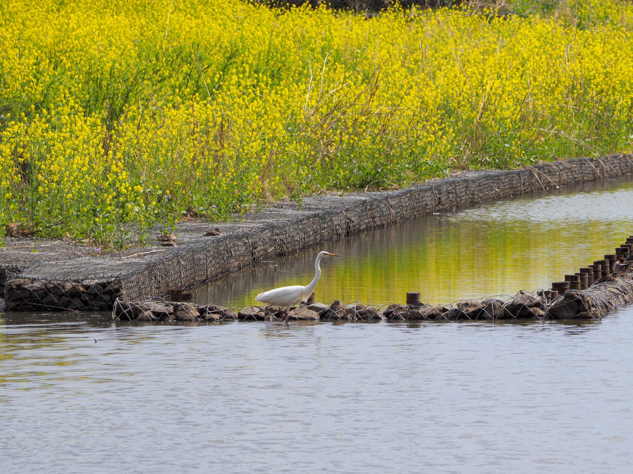 Photo of Great Egret at 境川遊水地公園 by Tosh@Bird