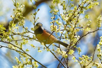 ヤマガラ 大麻生野鳥の森公園 2020年4月2日(木)