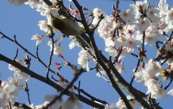 メジロ 場所が不明 2020年4月2日(木)