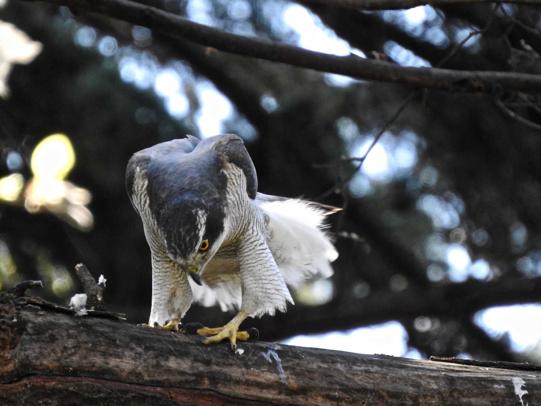 Photo of Eurasian Goshawk at Shinjuku Gyoen National Garden by TK2