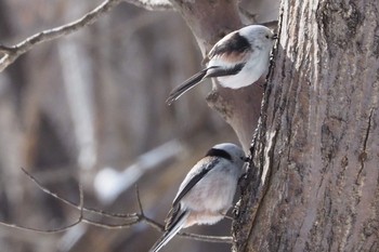 Long-tailed tit(japonicus) Asahiyama Memorial Park Thu, 4/30/2020