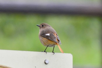 Thu, 4/2/2020 Birding report at 加木屋緑地