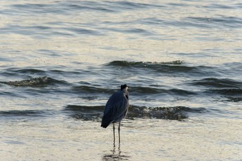 Grey Heron 西宮市 Sun, 2/2/2020