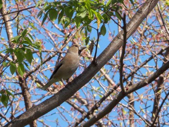 Hawfinch Yatoyama Park Thu, 4/2/2020