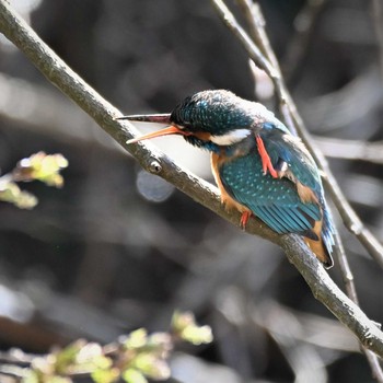 Common Kingfisher Maioka Park Thu, 4/2/2020