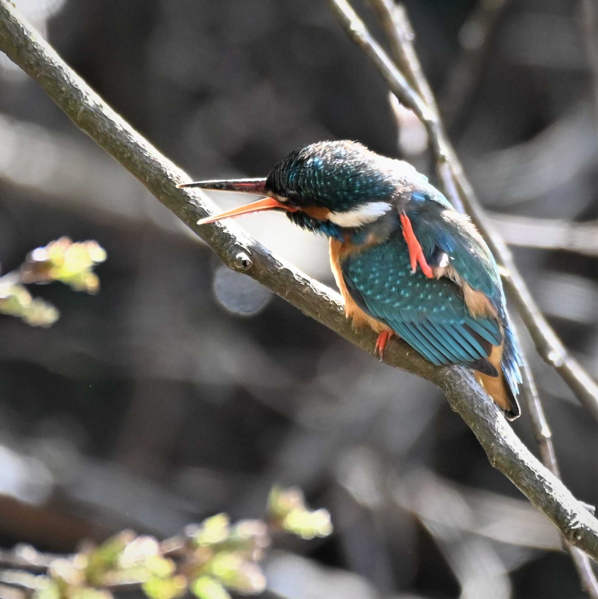 Photo of Common Kingfisher at Maioka Park by MASA.K