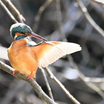 Common Kingfisher Maioka Park Thu, 4/2/2020