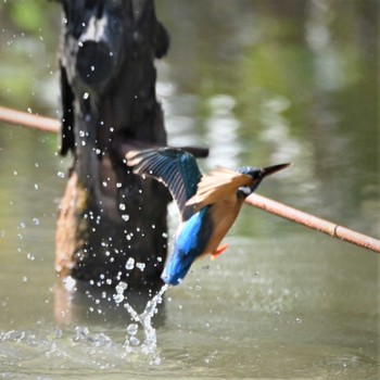 カワセミ 舞岡公園 2020年4月2日(木)