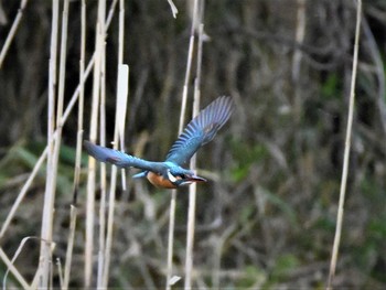 カワセミ 舞岡公園 2020年3月27日(金)