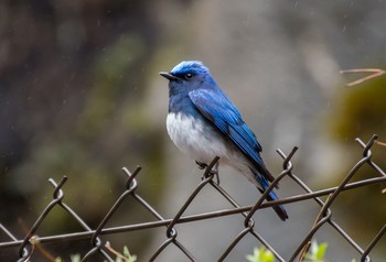 オオルリ 山梨県 2019年4月30日(火)