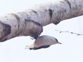 シロハラゴジュウカラ 旭山記念公園 2020年3月31日(火)