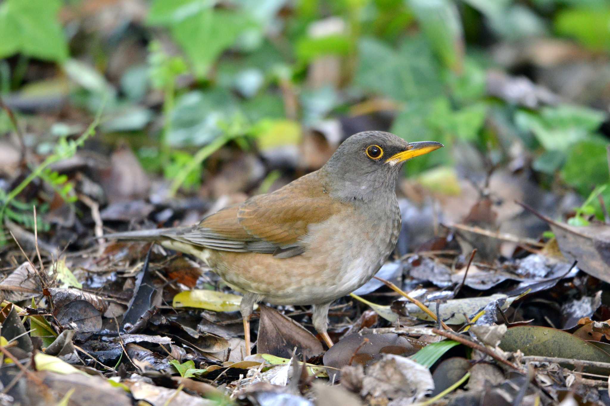 Pale Thrush