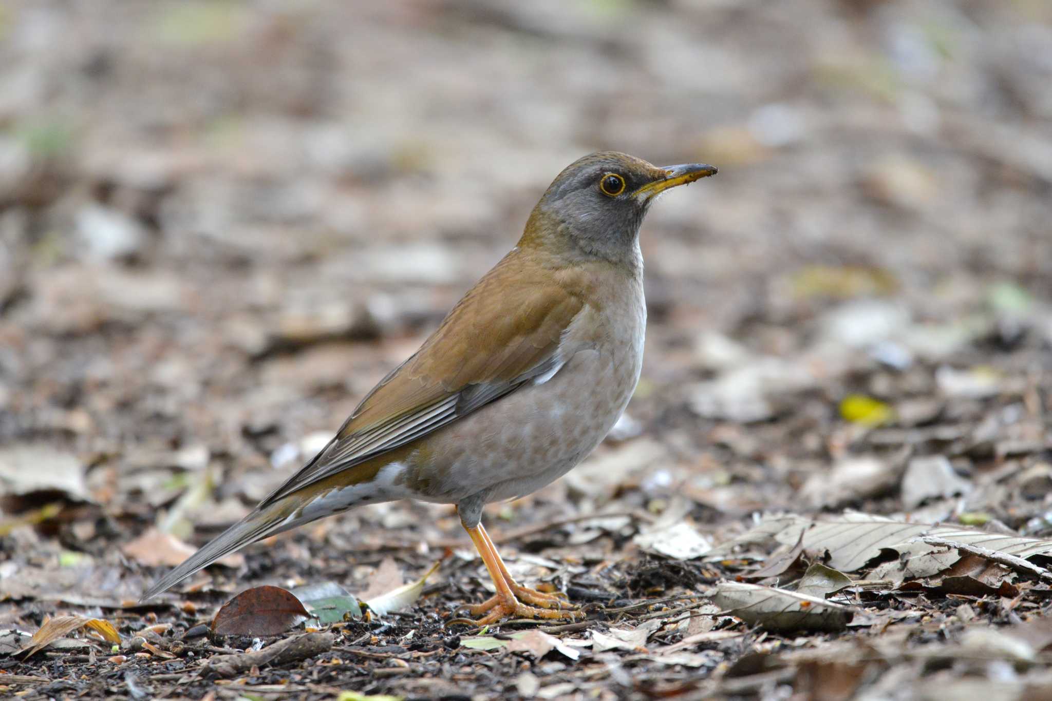 Pale Thrush