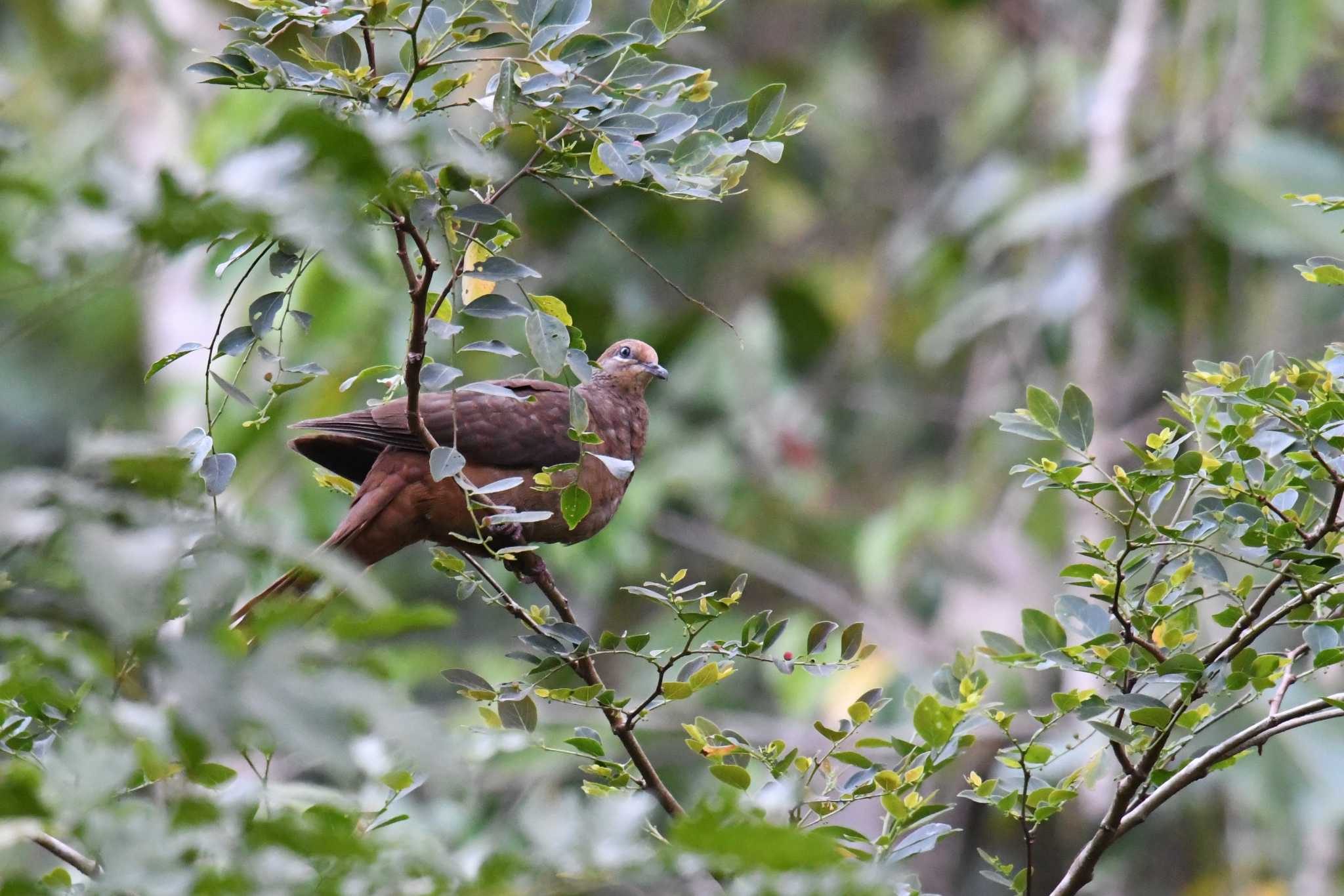 Photo of Brown Cuckoo-Dove at Iron Range National Park by あひる