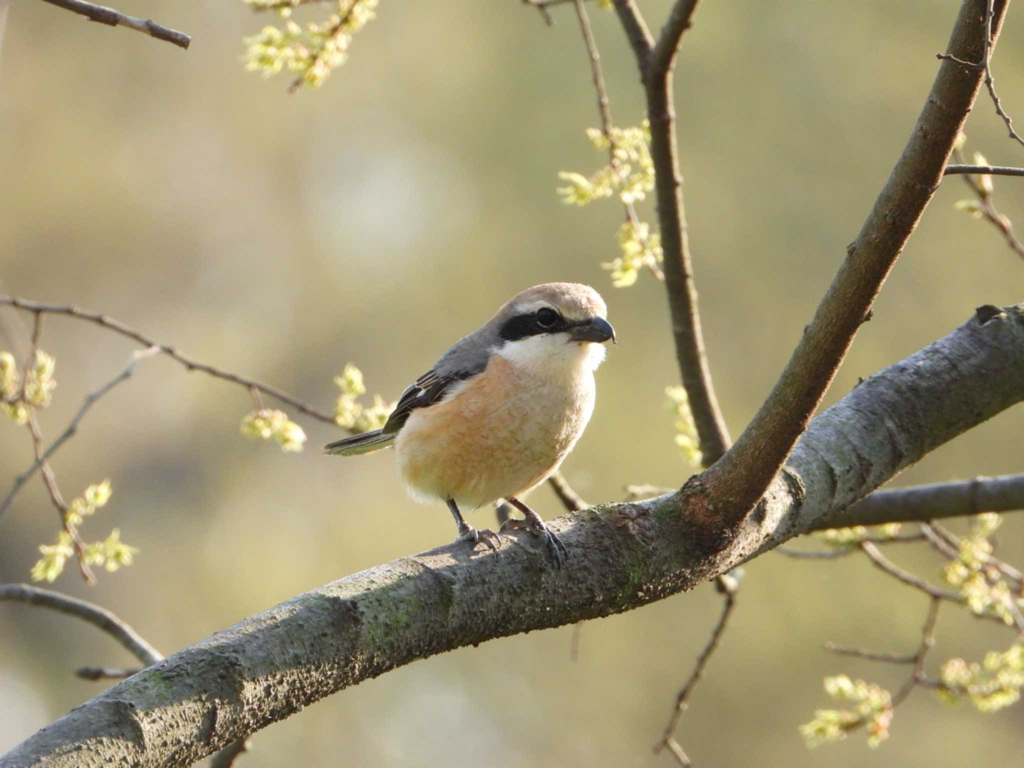 Photo of Bull-headed Shrike at Asaba Biotope by リアン