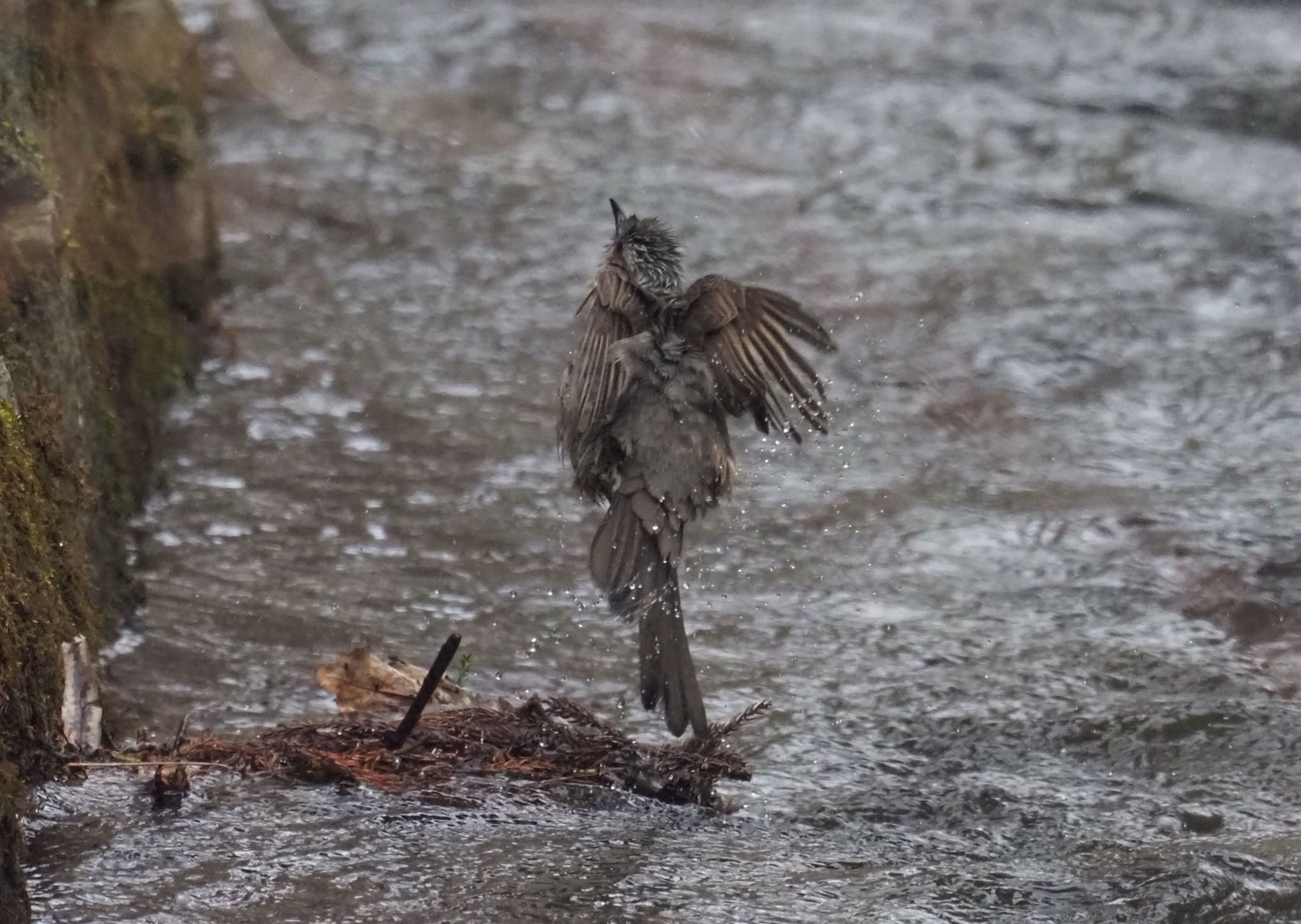 Brown-eared Bulbul