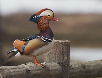 2020年4月1日(水) 円山公園の野鳥観察記録