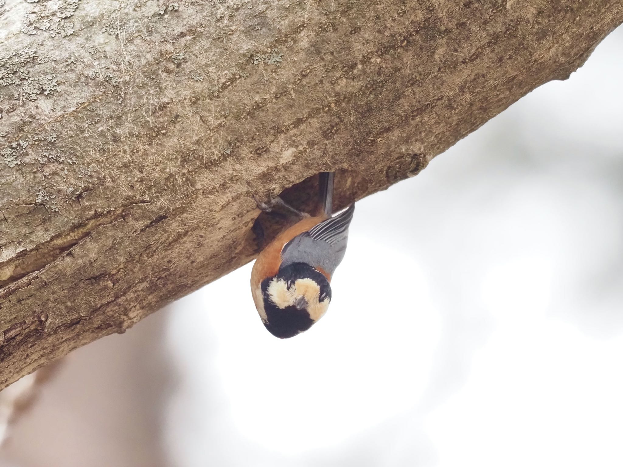 Varied Tit