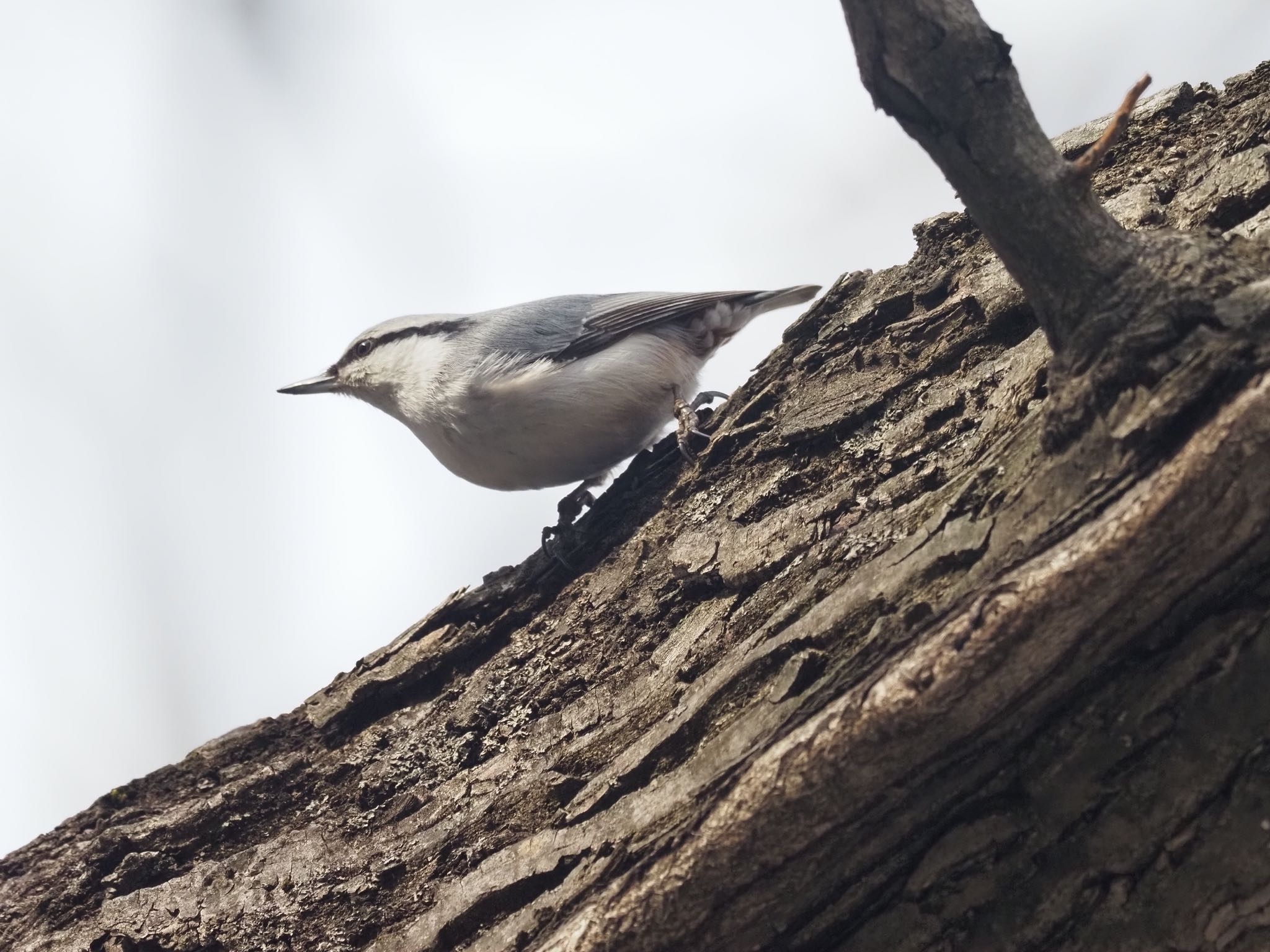 Eurasian Nuthatch(asiatica)