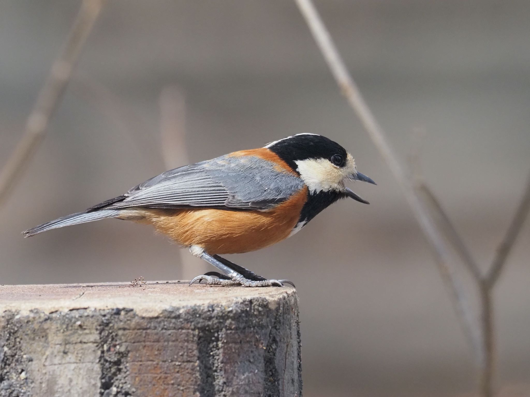 Varied Tit