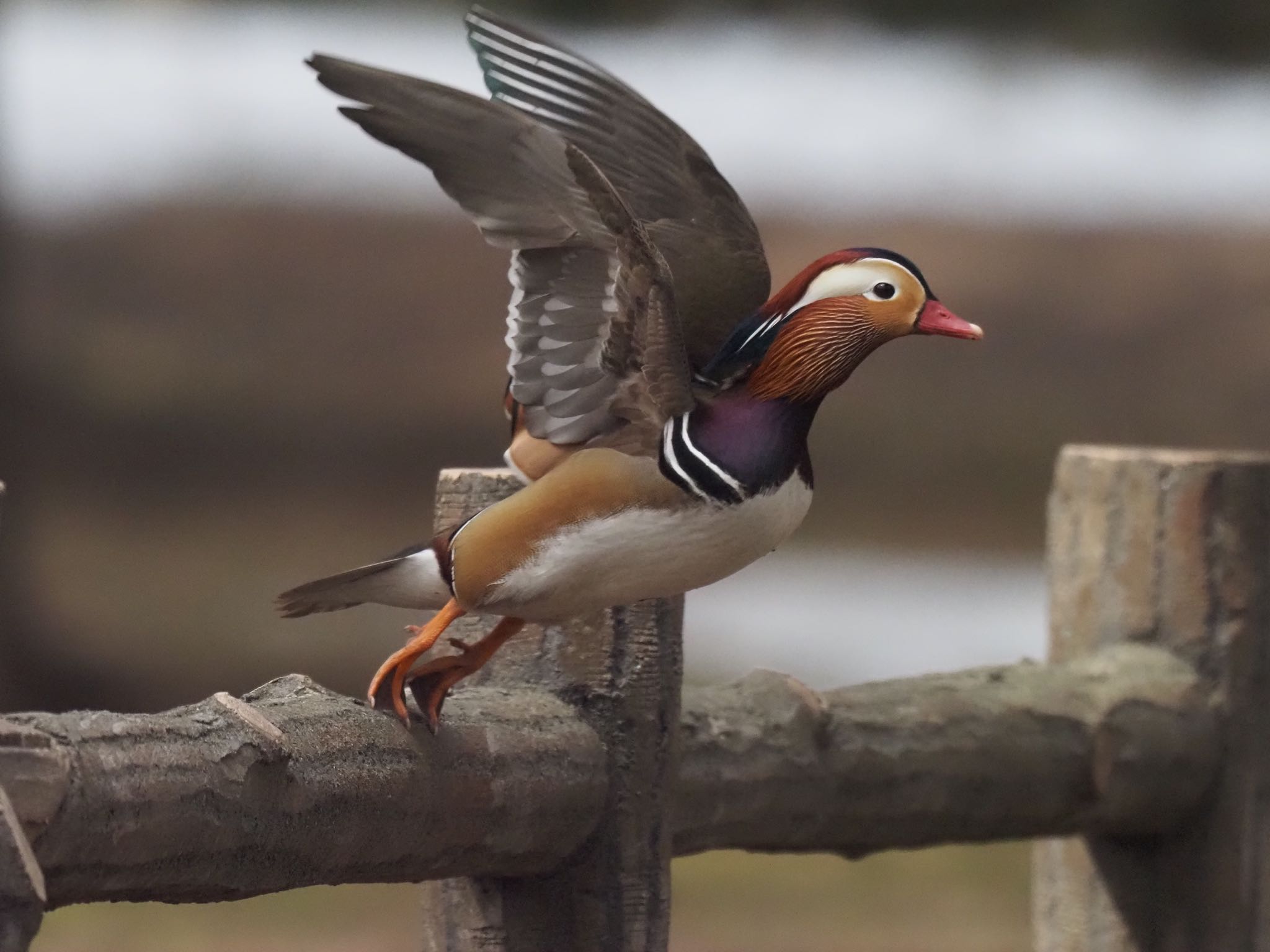 Mandarin Duck