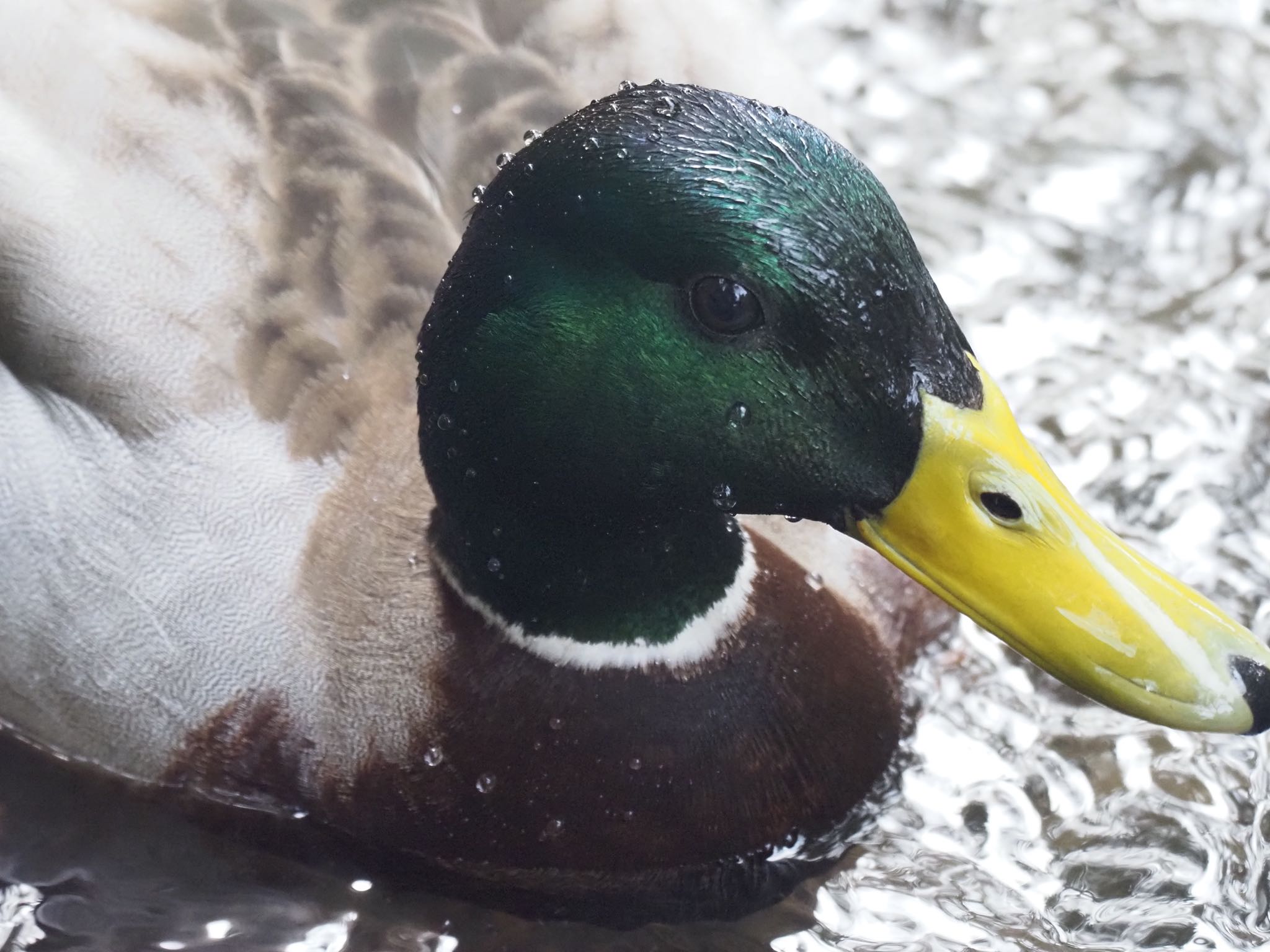 Mallard