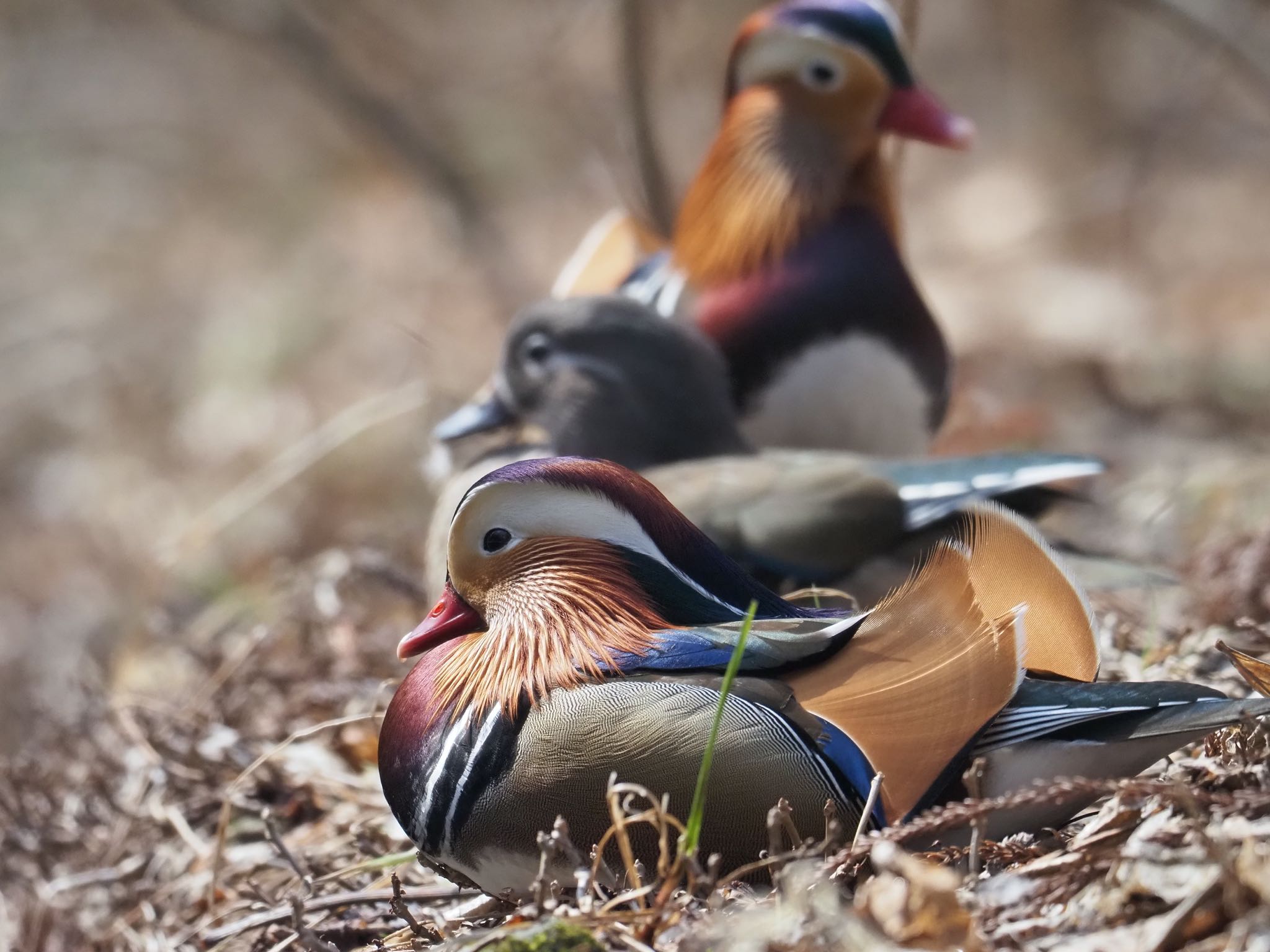 Mandarin Duck