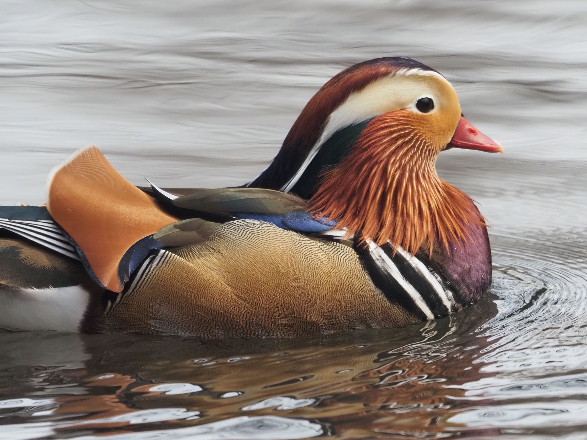 Mandarin Duck