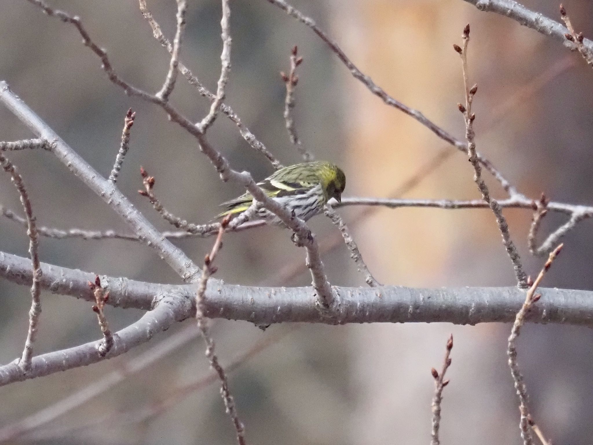 Eurasian Siskin