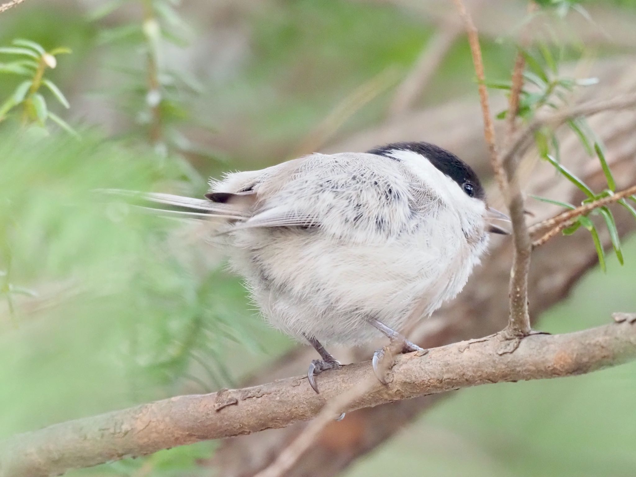 Marsh Tit