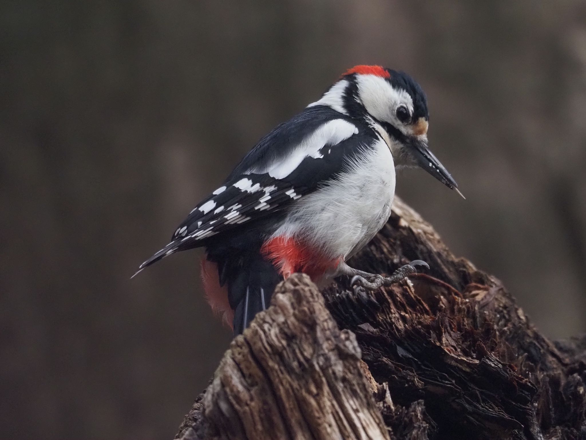 Great Spotted Woodpecker(japonicus)