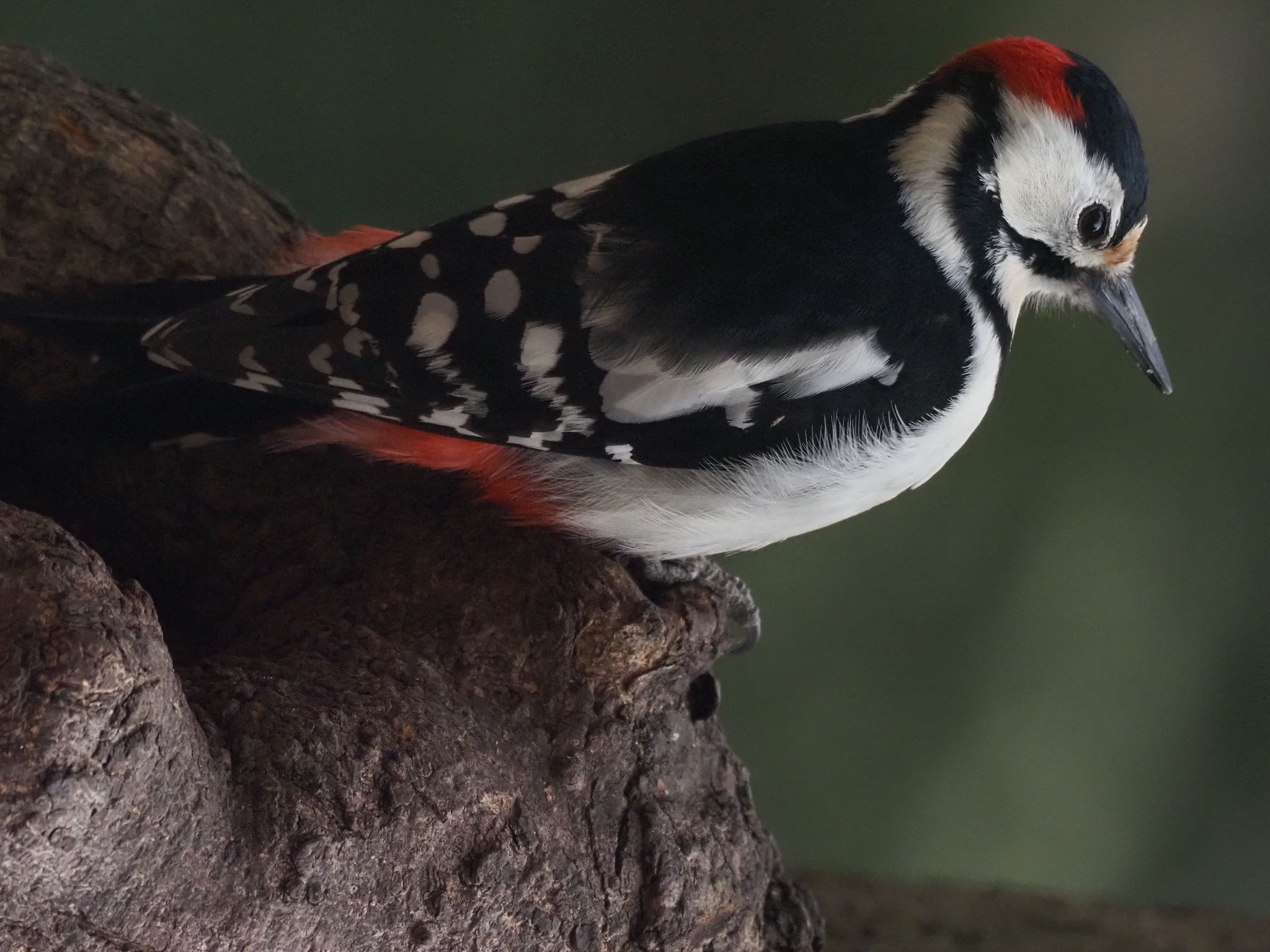 Great Spotted Woodpecker(japonicus)