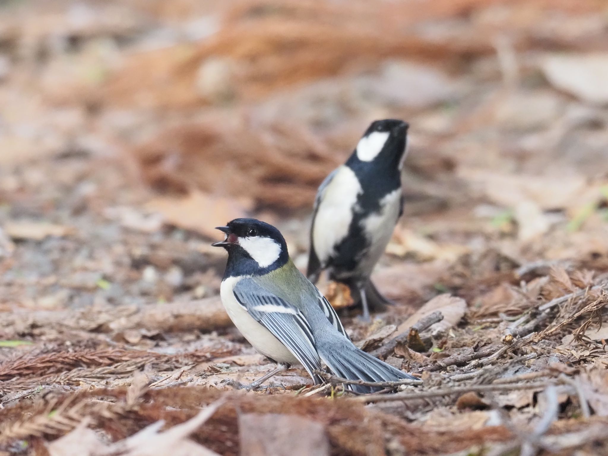 シジュウカラ