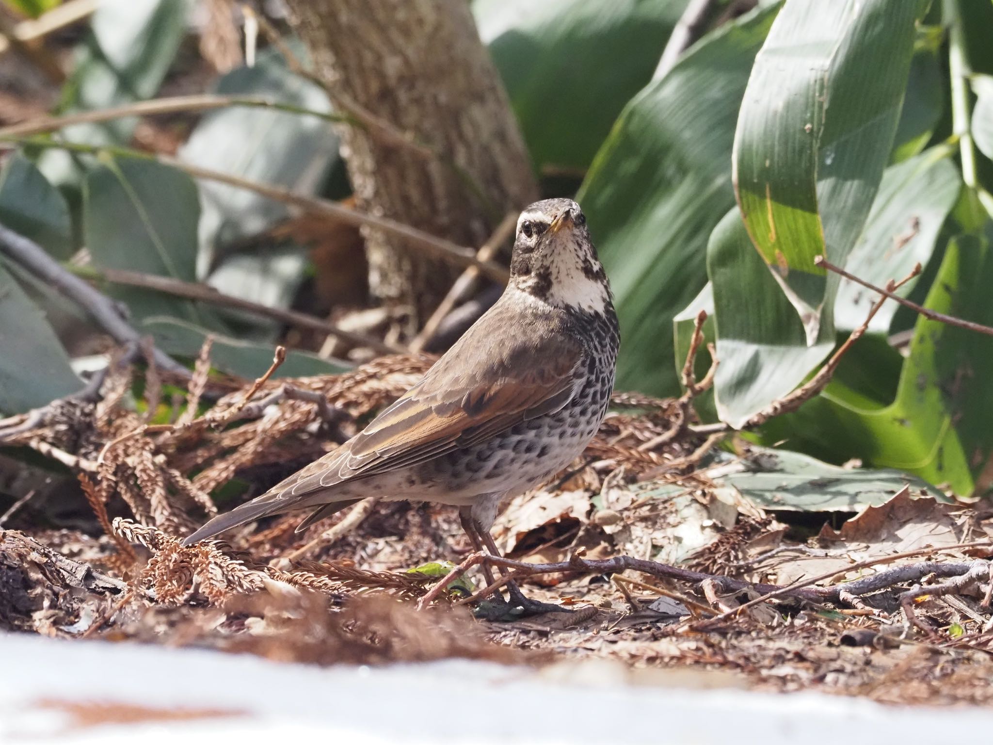 Photo of Dusky Thrush at Maruyama Park by okamooo