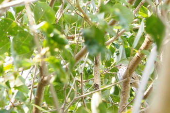 Olive-backed Pipit 小山運動公園 Thu, 4/2/2020