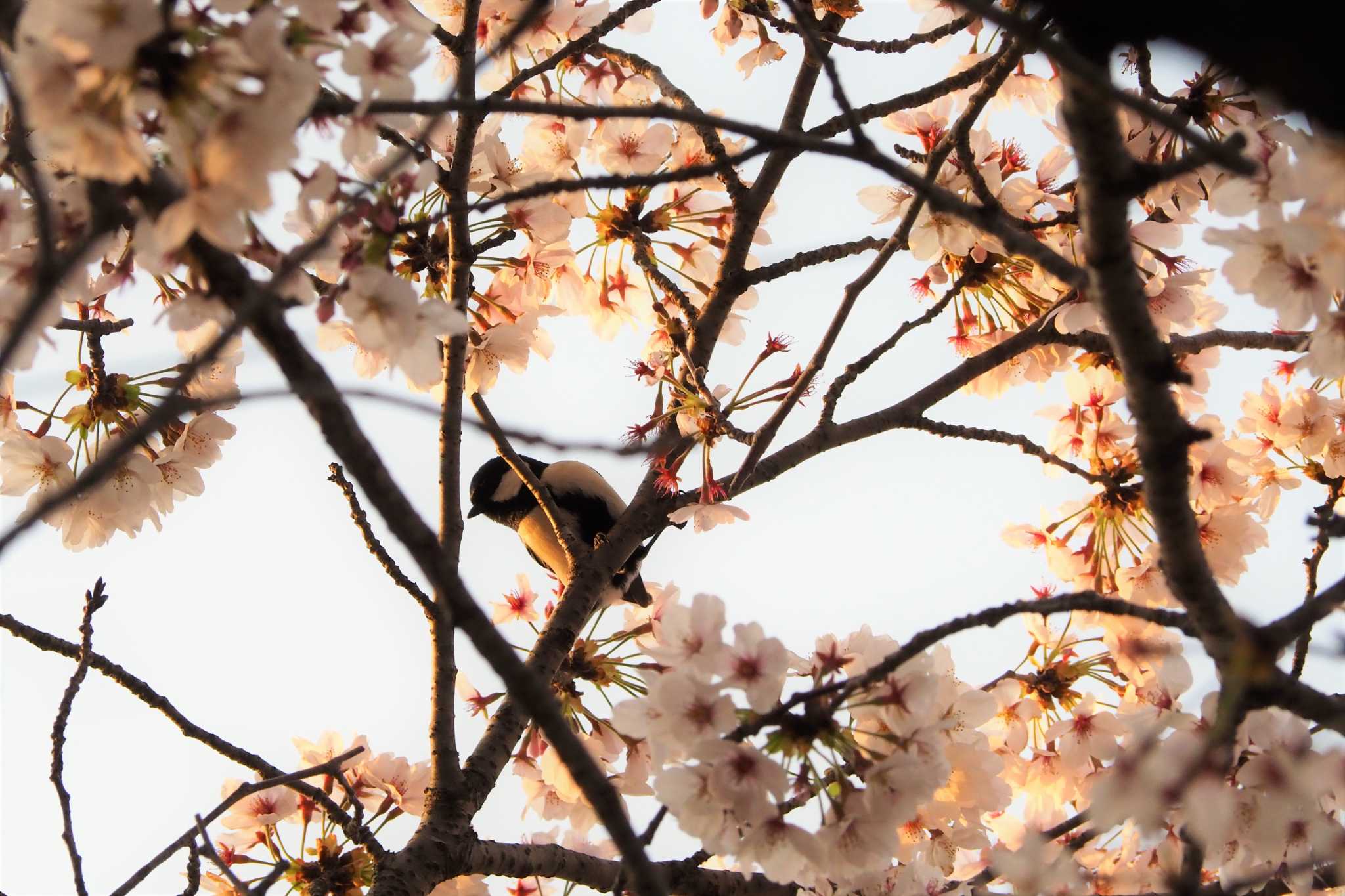 Photo of Japanese Tit at 大沼親水公園 by kame