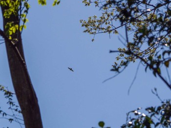 Eurasian Goshawk Yatoyama Park Thu, 4/2/2020