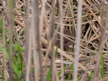 Ruddy-breasted Crake 境川遊水地公園 Thu, 4/2/2020