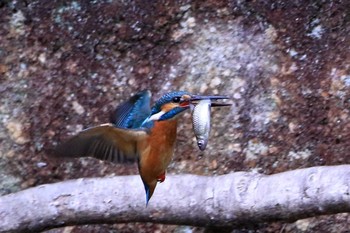 Common Kingfisher 愛知県 知多半島 Sat, 3/28/2020