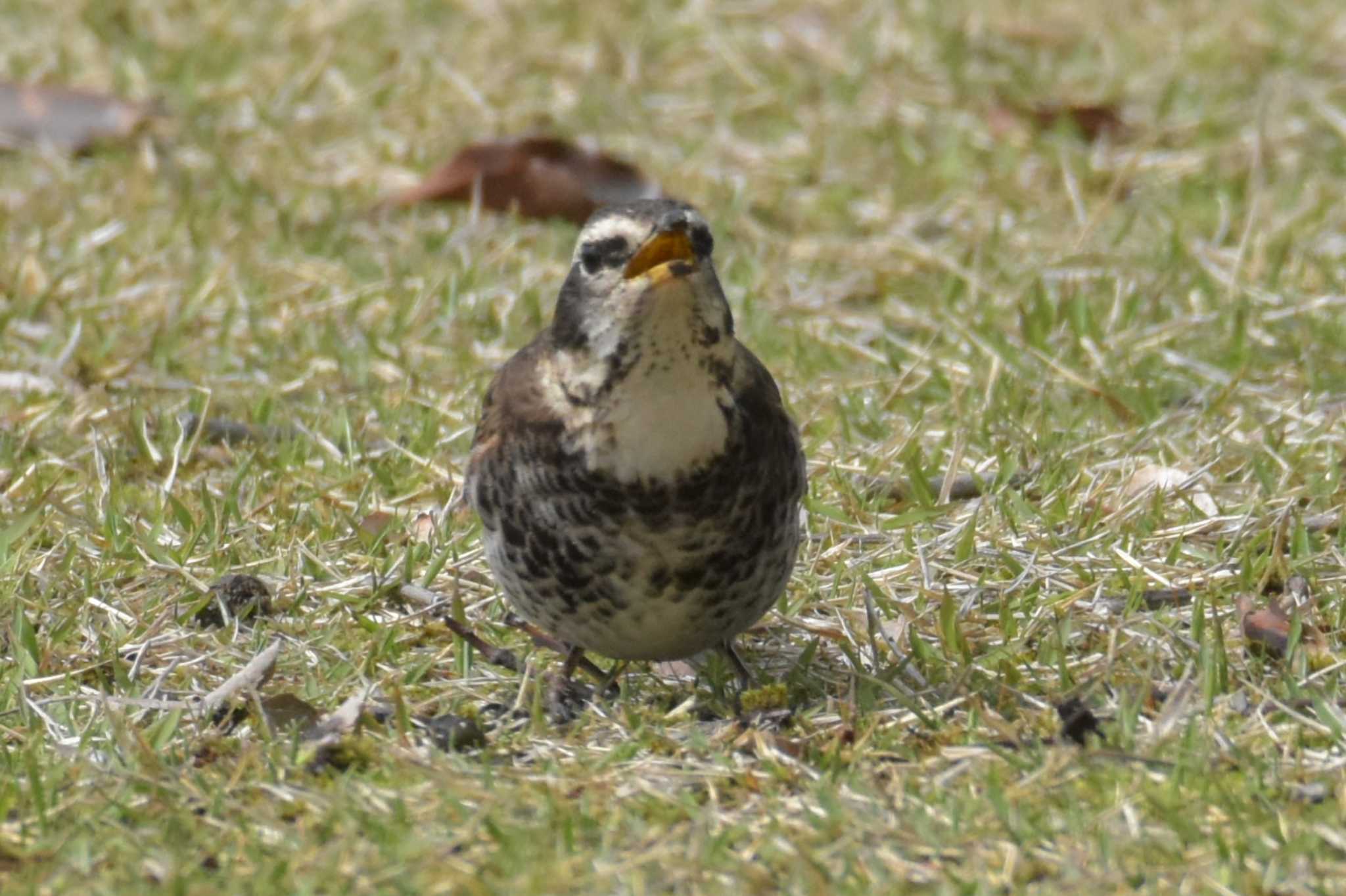 大久野島 ツグミの写真