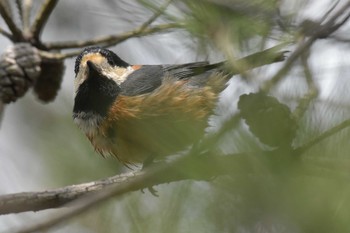 ヤマガラ 大久野島 2020年3月29日(日)