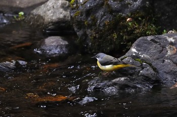 Grey Wagtail 滋賀県大津市 Sun, 3/15/2020