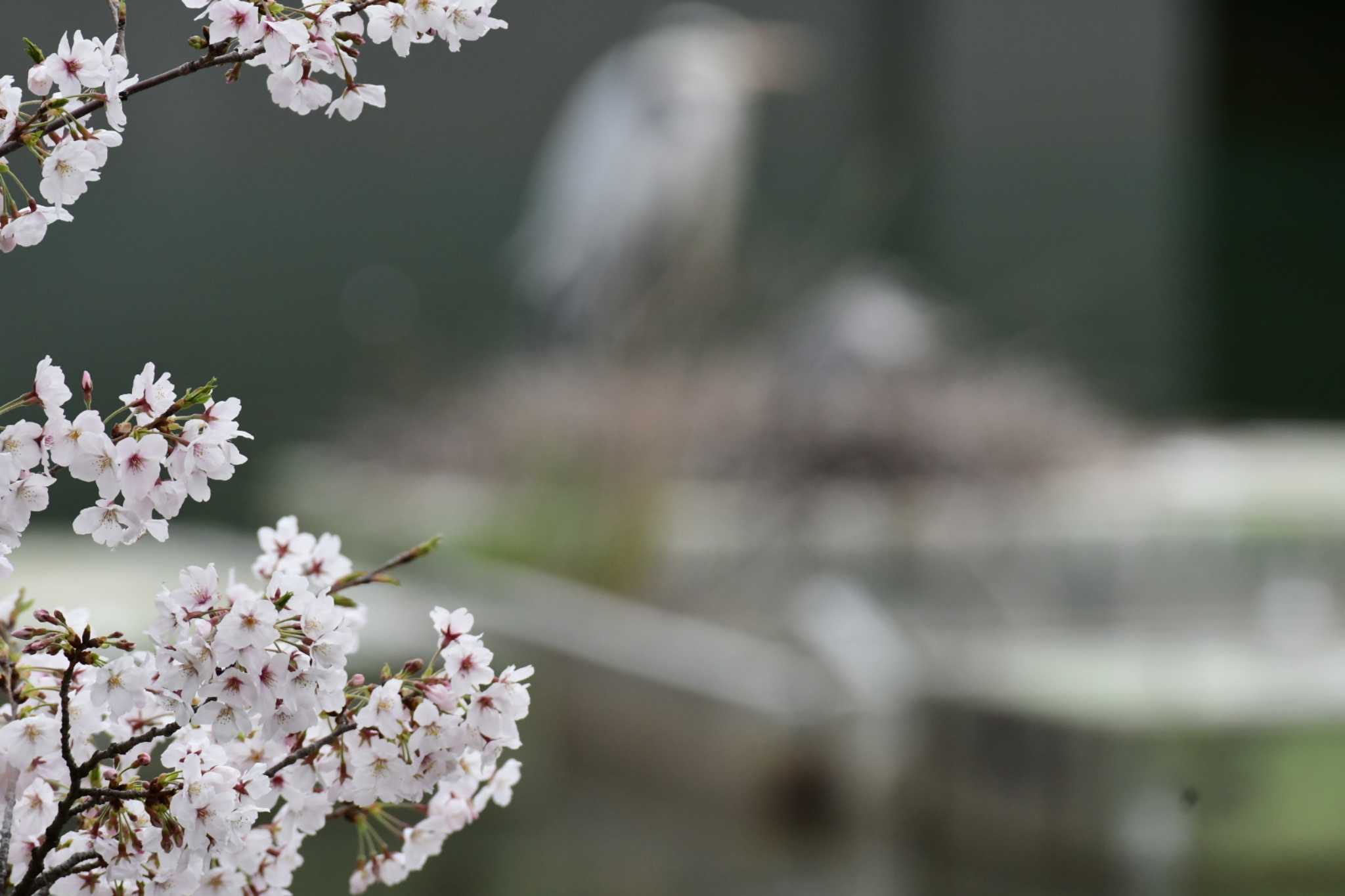 夙川河川敷緑地(夙川公園) アオサギの写真 by Daguchan