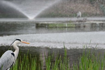 アオサギ 夙川河川敷緑地(夙川公園) 2020年3月31日(火)