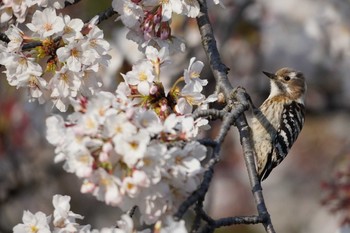 Japanese Pygmy Woodpecker 哲学堂公園 Thu, 4/2/2020