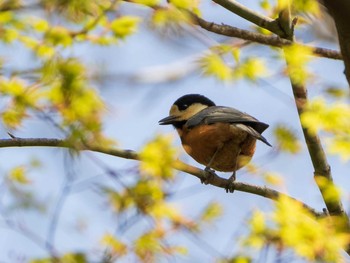 ヤマガラ 東京大学附属植物園 2020年3月21日(土)